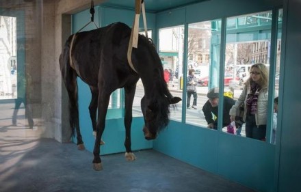 cheval-mort-suspendu