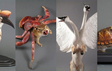 gomez-de-molina-artiste-taxidermie