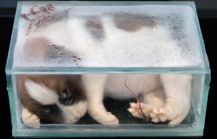martin-uit-den-bogaard-chien-chiot-mort